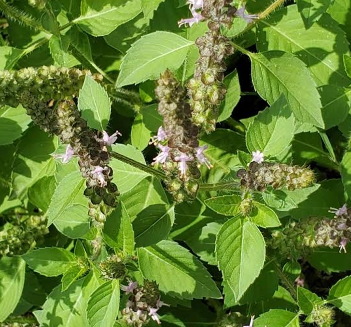 Tulsi